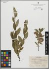 Foto von Salix glauca L. x Salix myrsinites L.